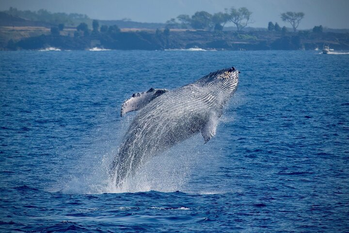 2.5-Hour Whale Watching On A 41' Super-Raft  - Photo 1 of 7